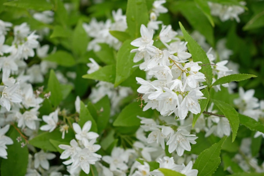 Дейция Магнифика