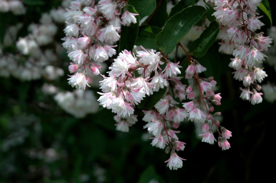 Дейция шершавая махровая