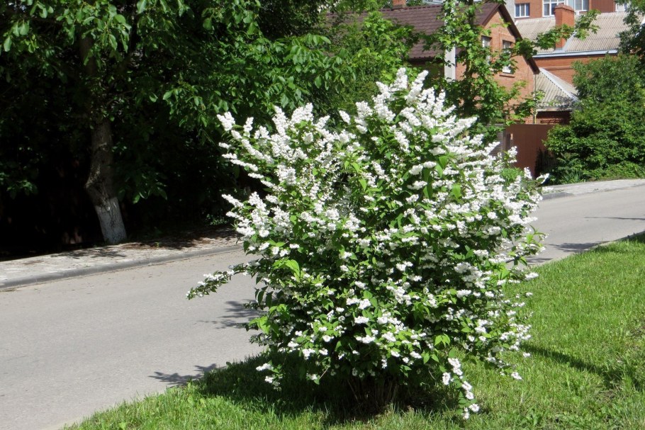 Кустарник дейция шершавая