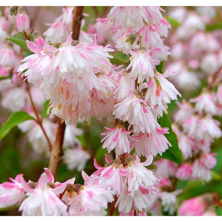 Дейция звездчатая rosea Plena