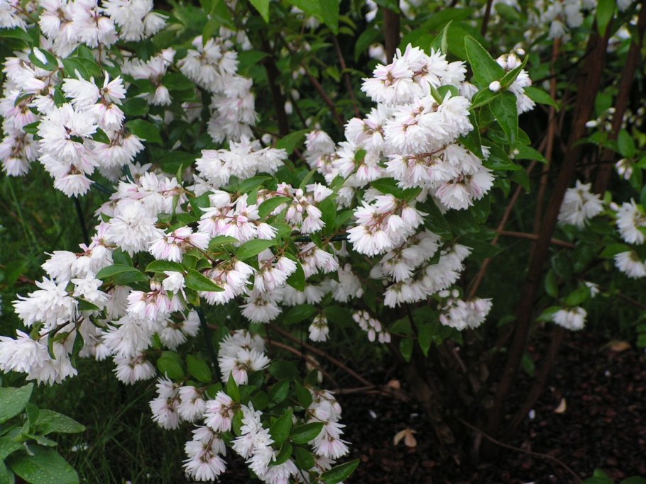 Дейция Магнифика