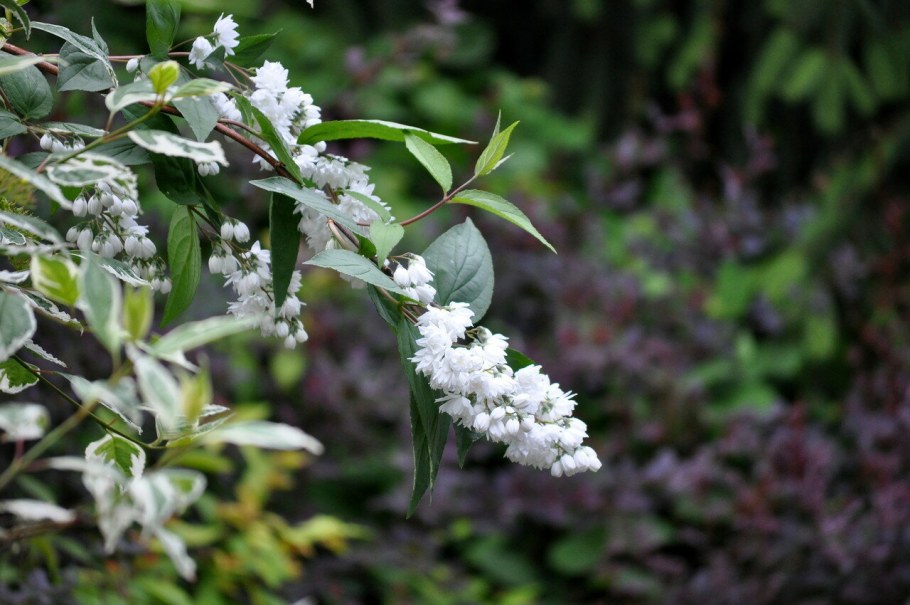 Дейция Распберри Сандей