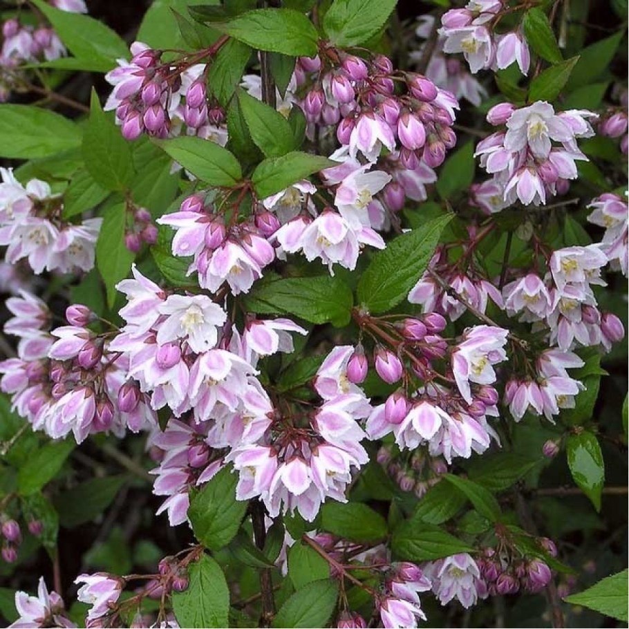 Дейция кальмифлора