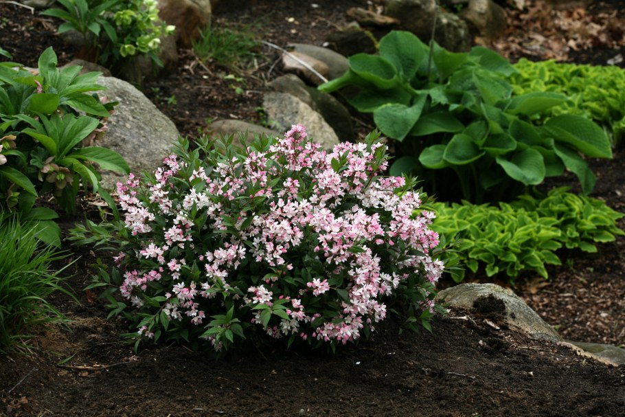 Дейция гибридная Юки черри блоссом