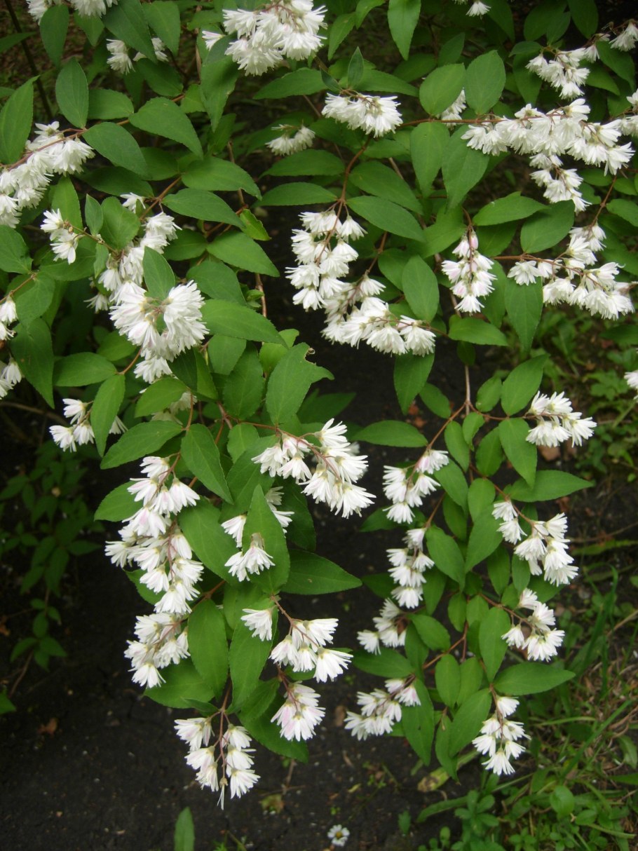 Дейция щитковидная