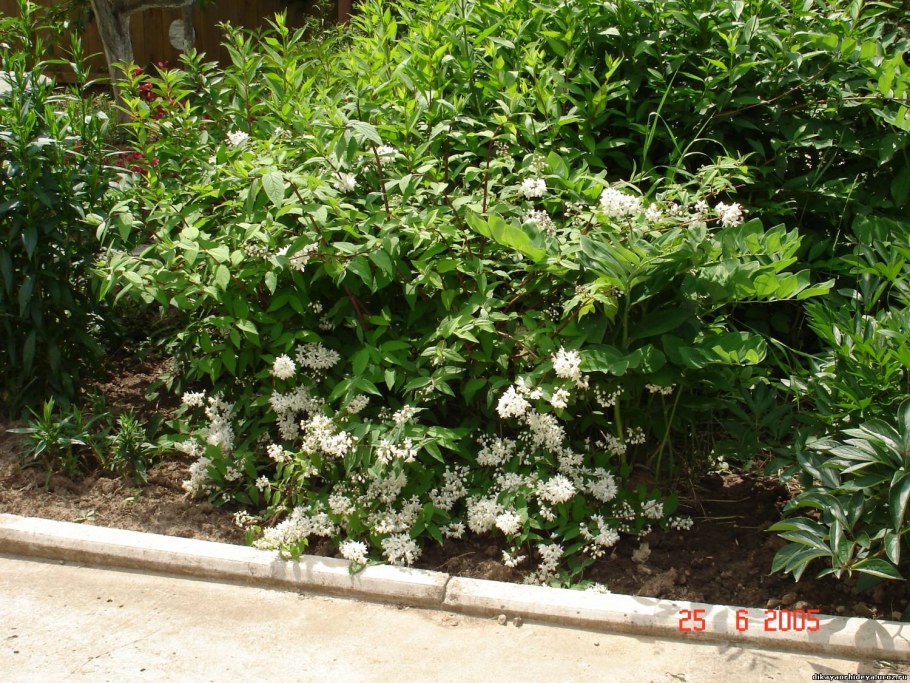 Гортензия дейция