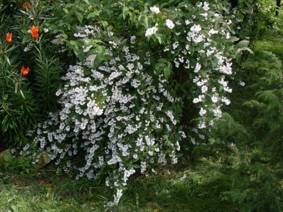 Дейция многолетний кустарник