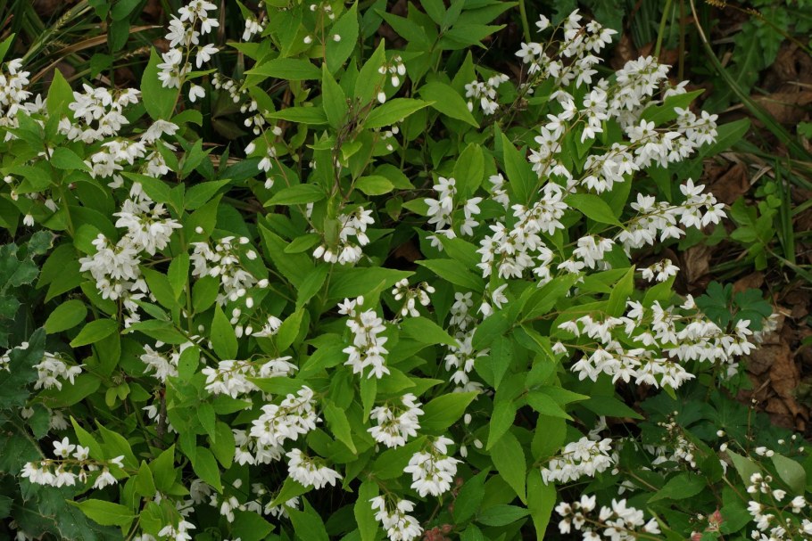 Дейция изящная кустарник