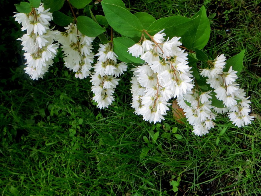 Дейция Кандидиссима махровая