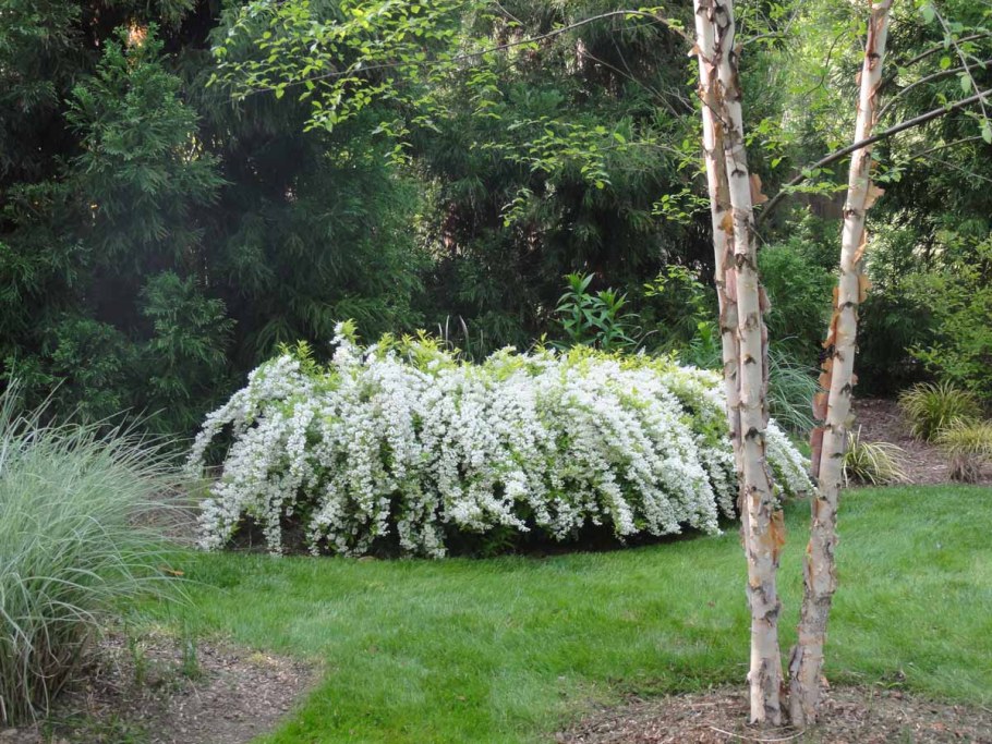 Дейция шершавая