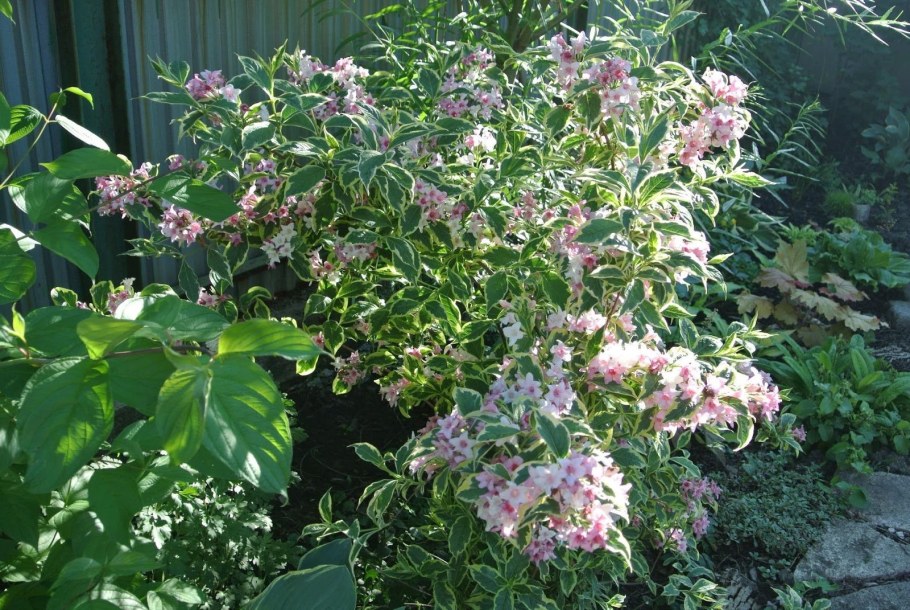 Вейгела Цветущая Nana variegata