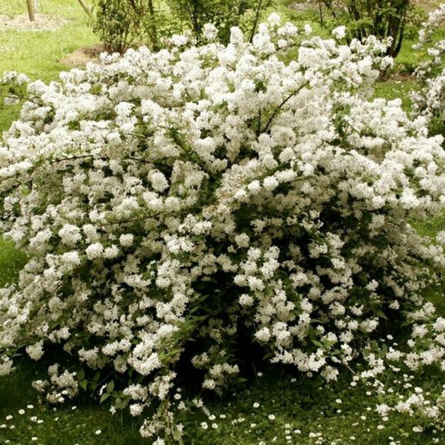 Дейция гибридная Юки Сноуфлейк