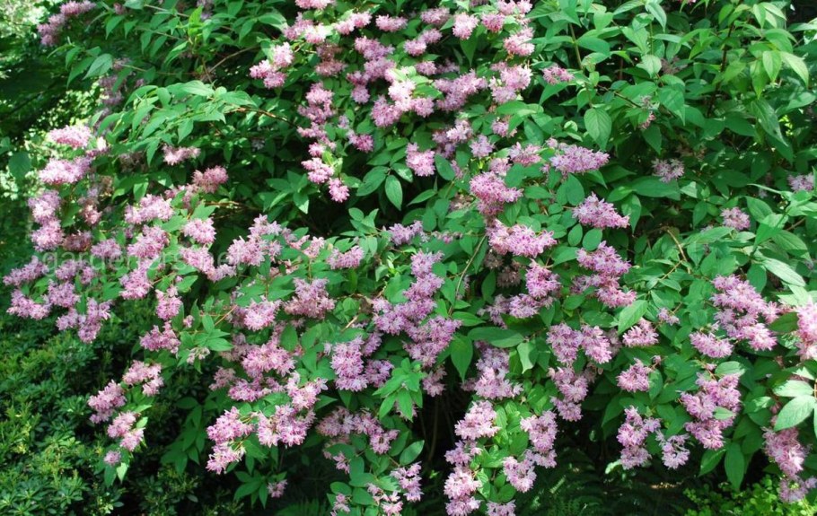 Дейция Строберри Филдс