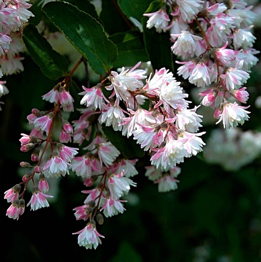 Дейция шершавая Кандидиссима