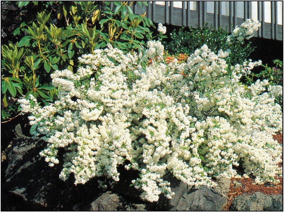 Вейгела дейция