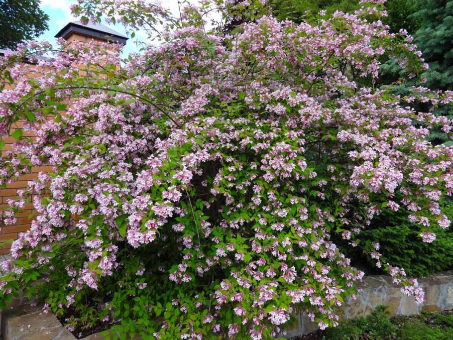 Кустарник Кольквиция прелестная