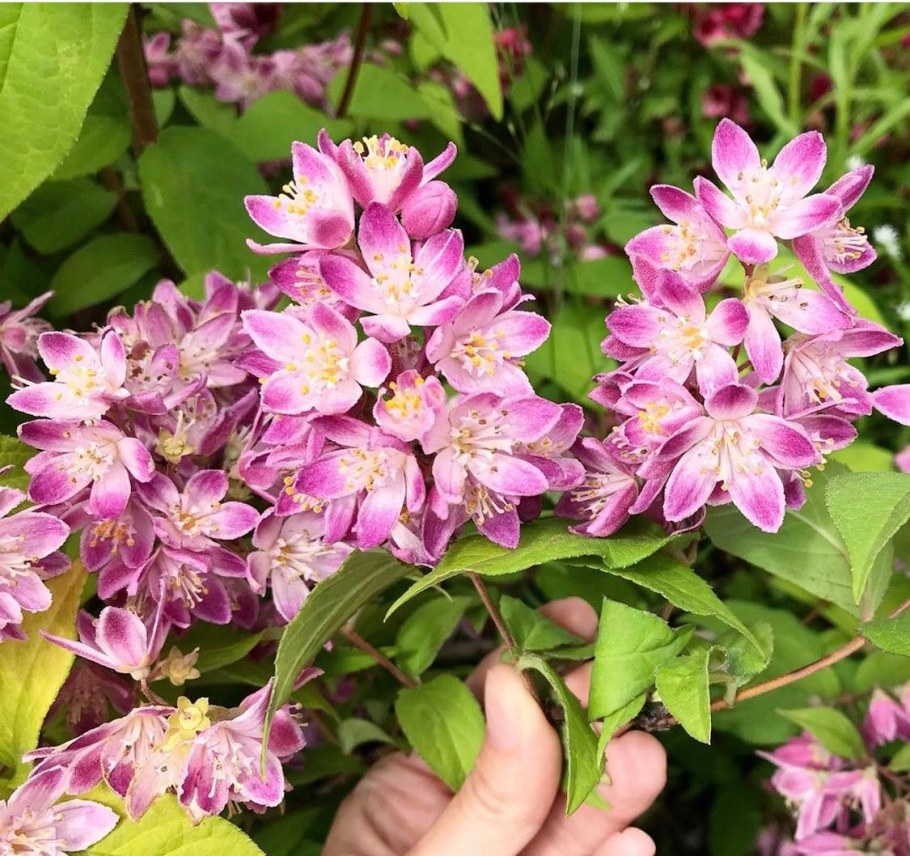 Дейция Диппон