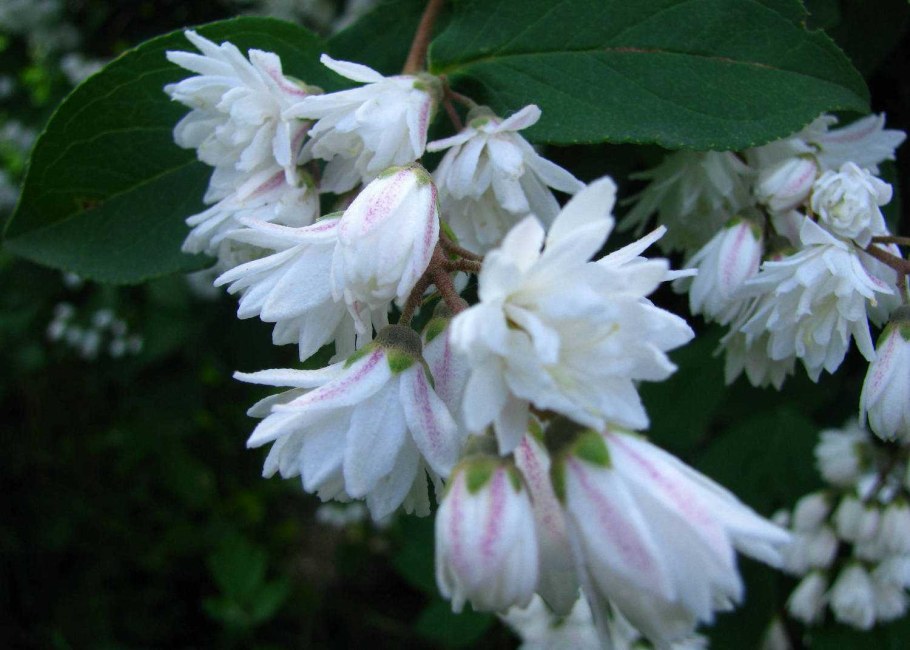 Дейция Мона Лиза