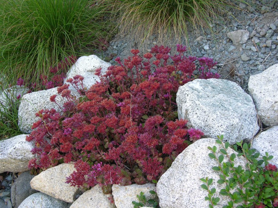 Седум ложный Фулдаглут