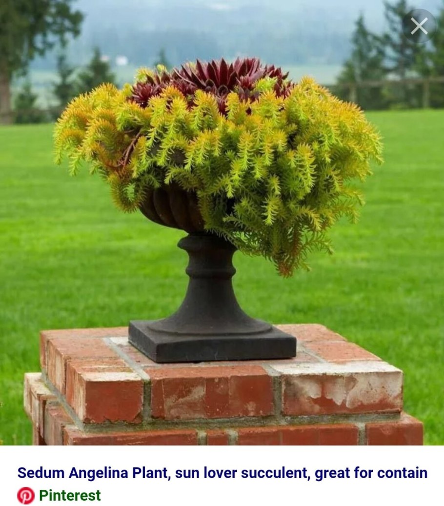 Седум Очиток скальный Ангелина