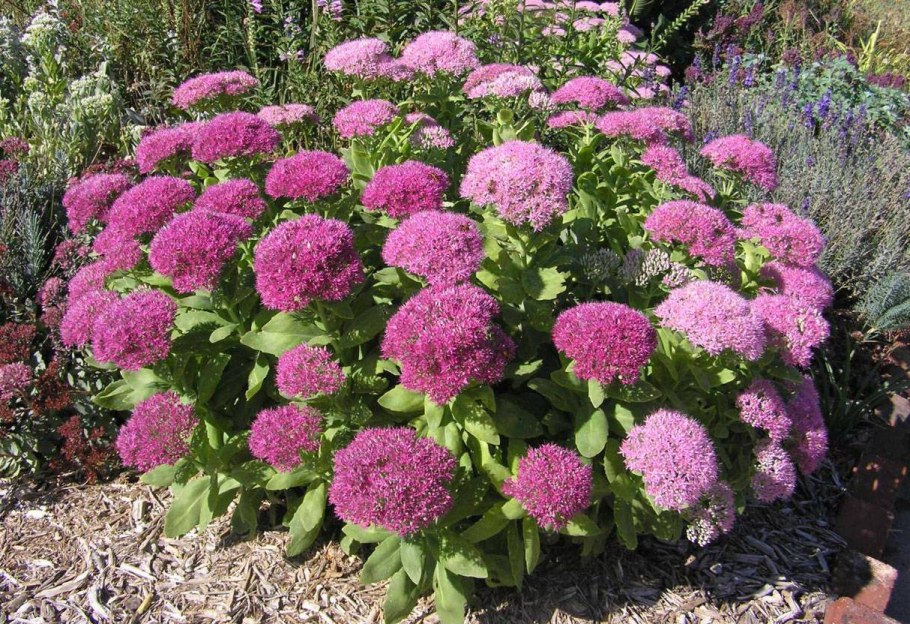 Очиток Отумн Джой