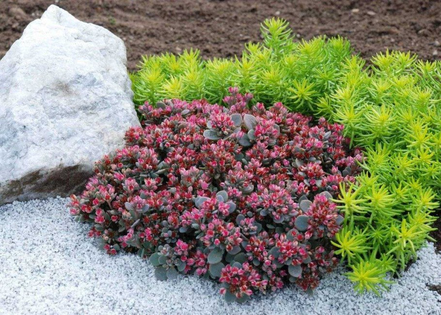 Очиток Sedum spurium 'Tricolor'