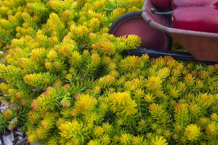 Очиток (седум) отогнутый Ангелина