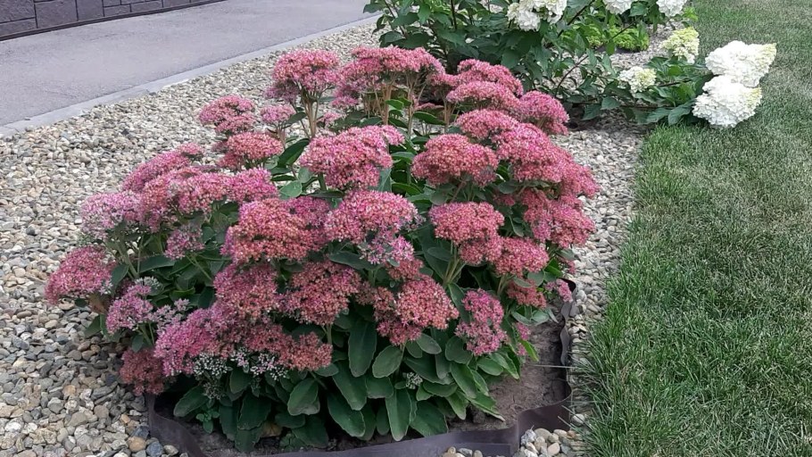 Очиток гибридный Pinky