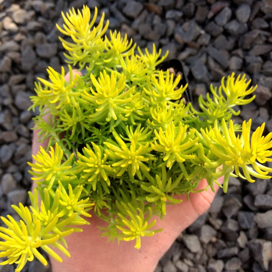 Седум отогнутый Ангелина