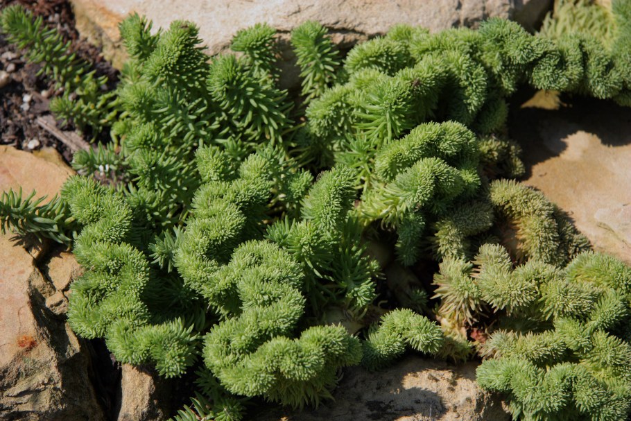 Очиток cristatum