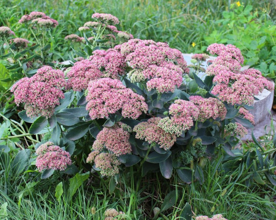 Очиток Видный (Sedum spectabile &#96;Brilliant&#96;)