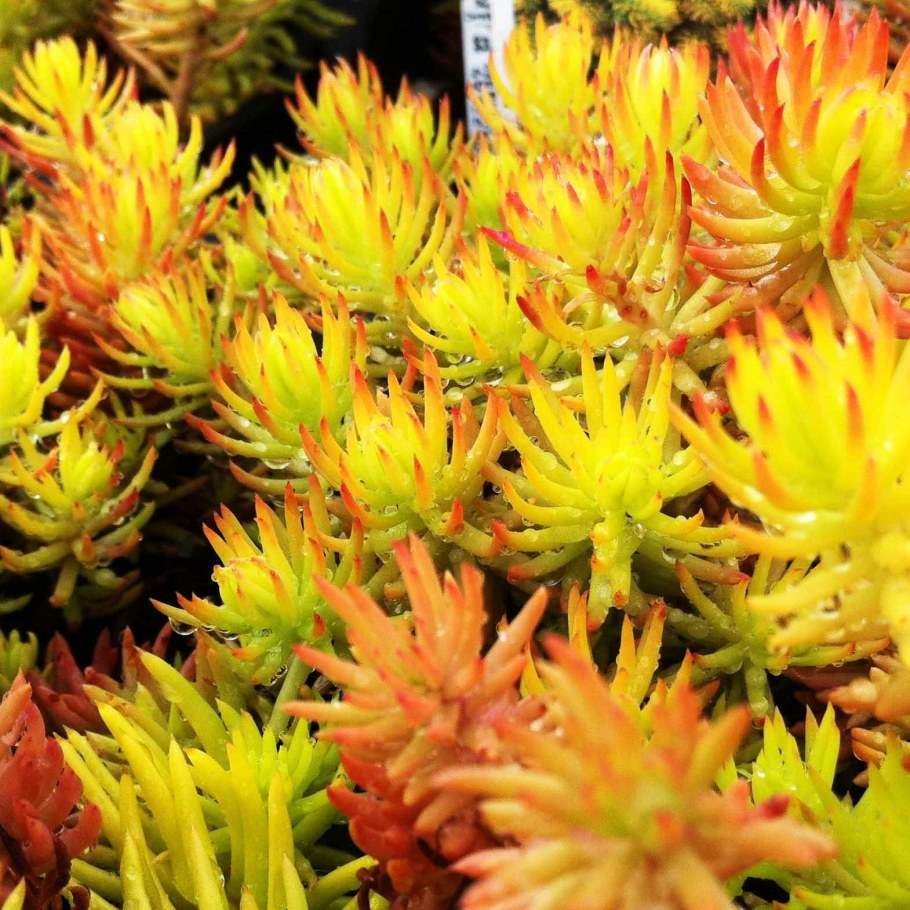 Седум отогнутый Ангелина