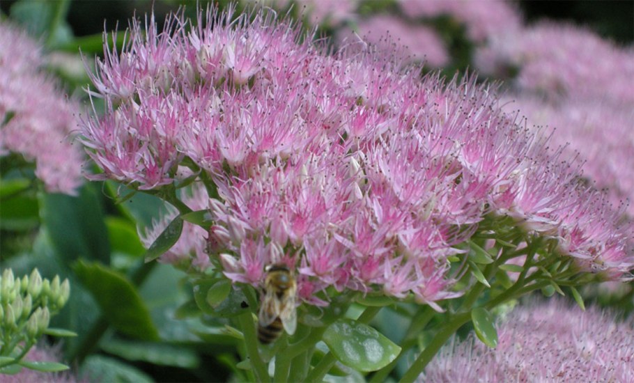 Очиток Видный бриллиант