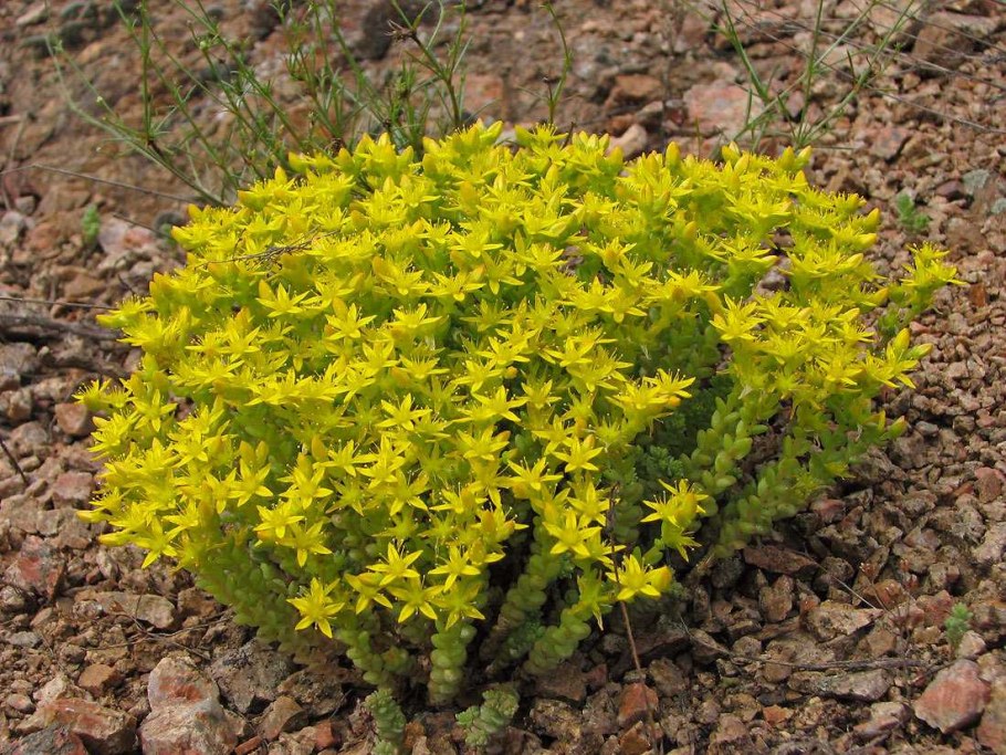 Очиток едкий (Sedum acre &#96;Aureum&#96;)