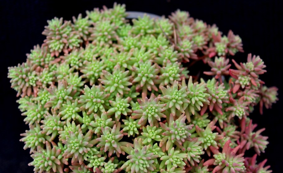 Очиток этнинский