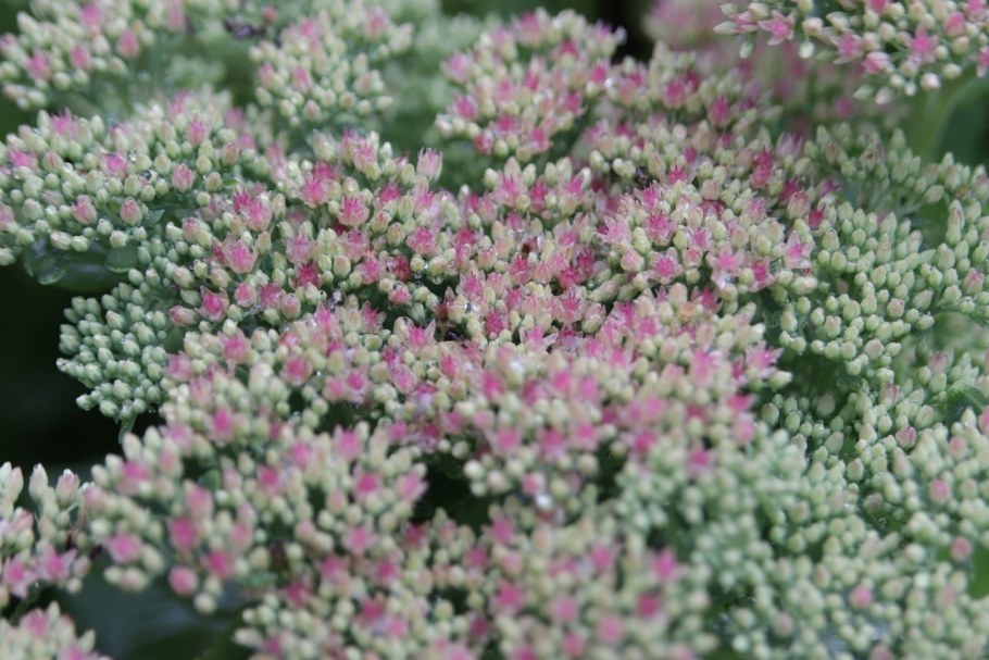 Седум Видный бриллиант