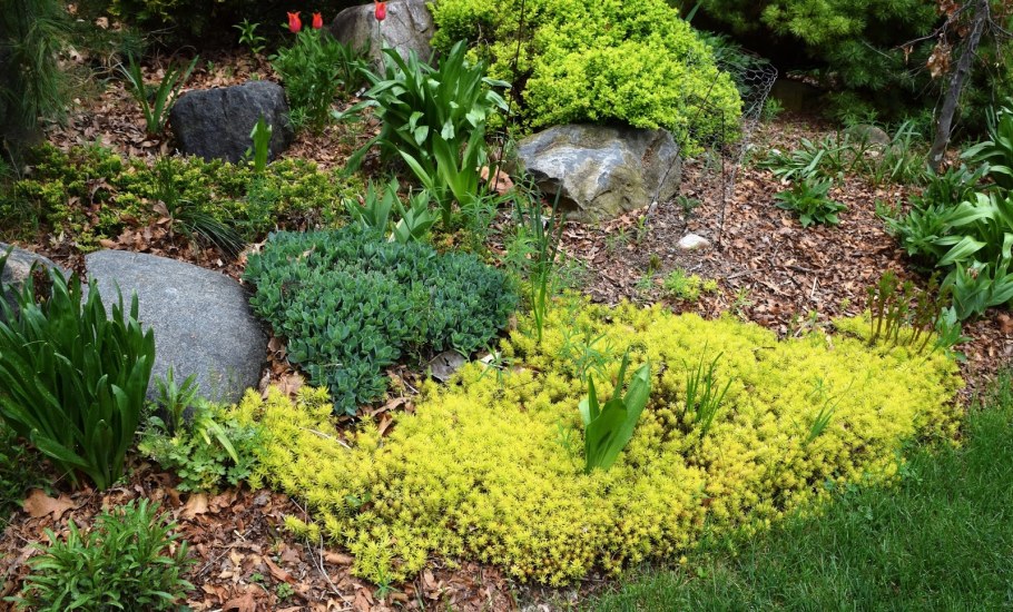 Седум скальный Ангелина