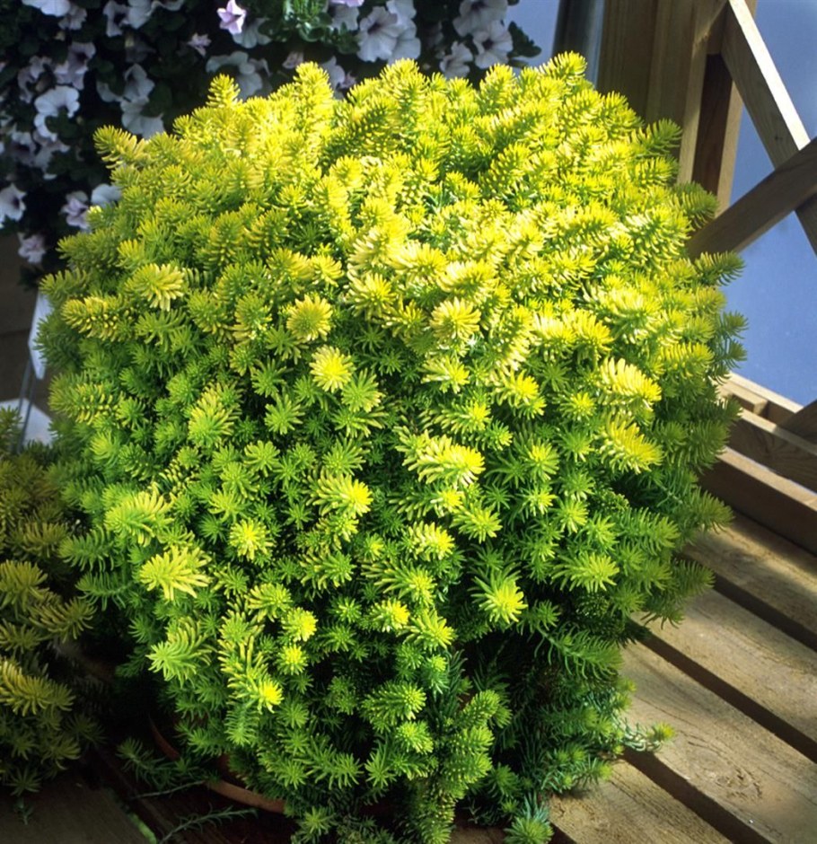 Очиток скальный 'Angelina'