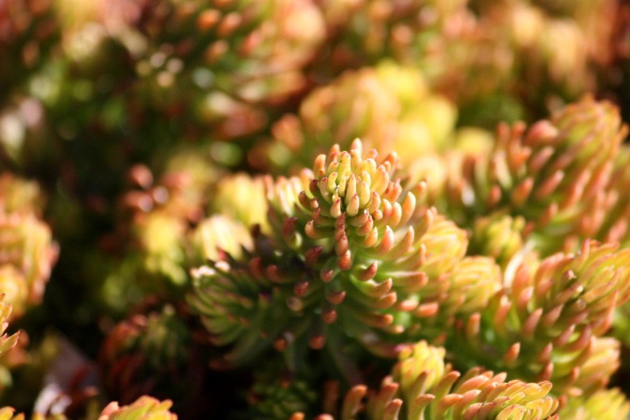 Sedum rupestre Angelina