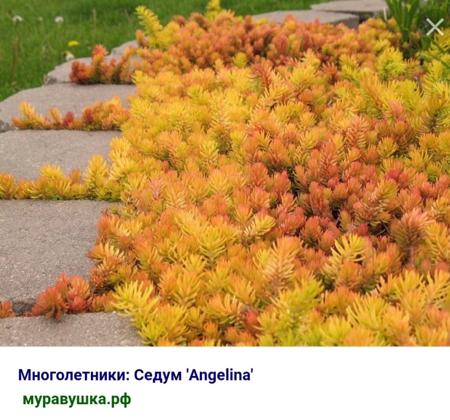 Очиток скальный Ангелина