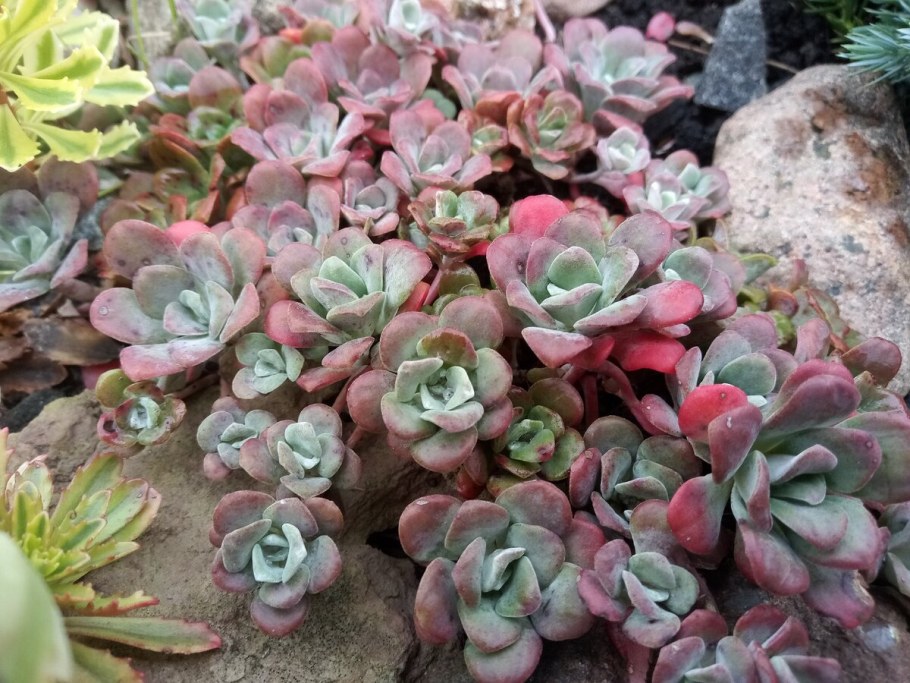 Очиток ложный пурпуреум Винтер