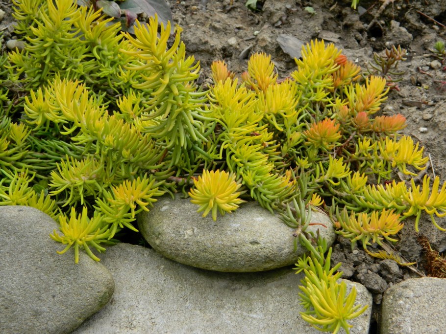 Очиток отогнутый Angelina