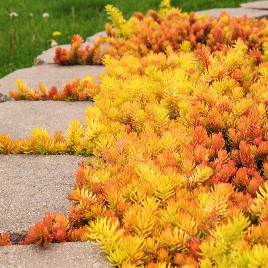 Очиток отогнутый Angelina