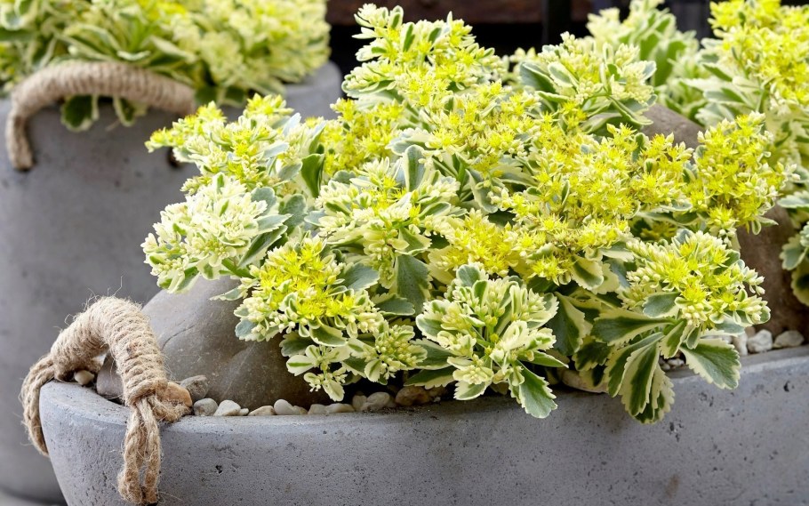 Седум такесимский Атлантис