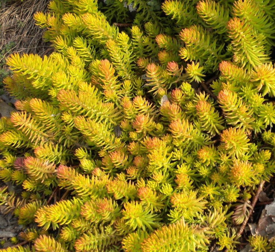 Очиток скальный Angelina (Ангелина)