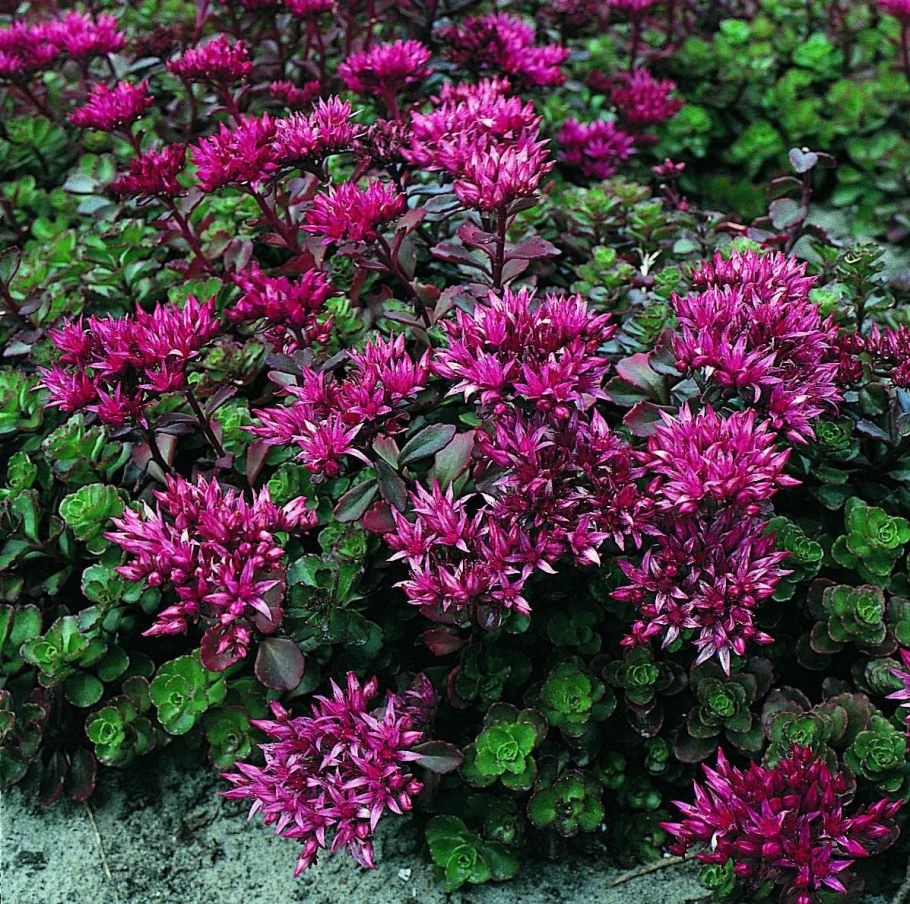 Очиток ложный (Sedum spurium &#96;Roseum&#96;)