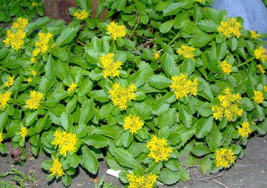 Очиток гибридный Immergrunchen