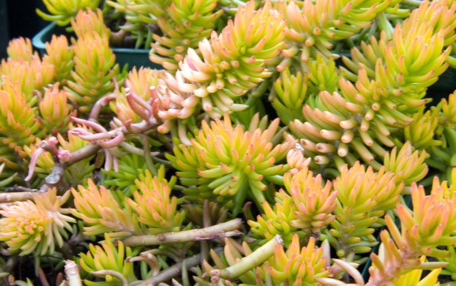 Sedum rupestre Angelina