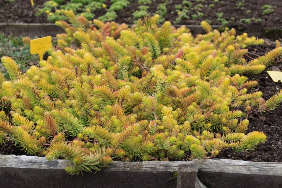 Седум отогнутый «Angelina» , «Глаука»