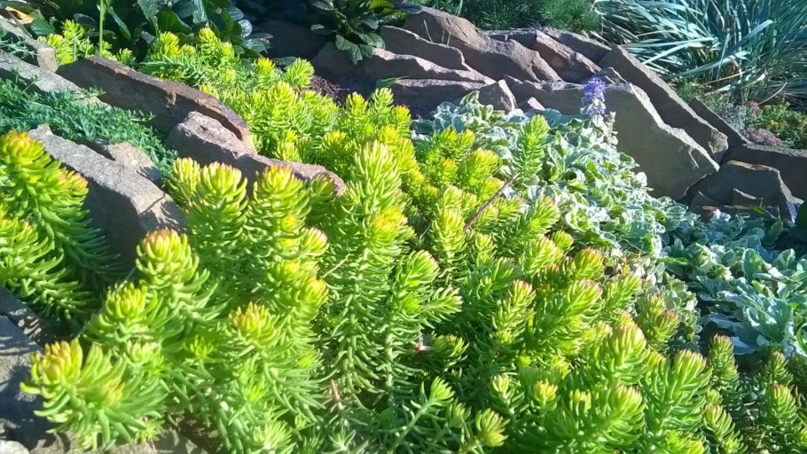 Очиток отогнутый Ангелина